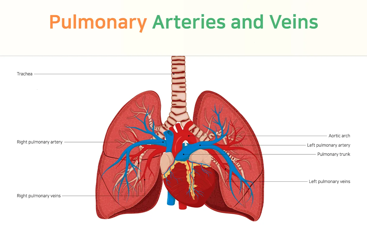 Image shows the normal locations of arteries and veins of the heart. 